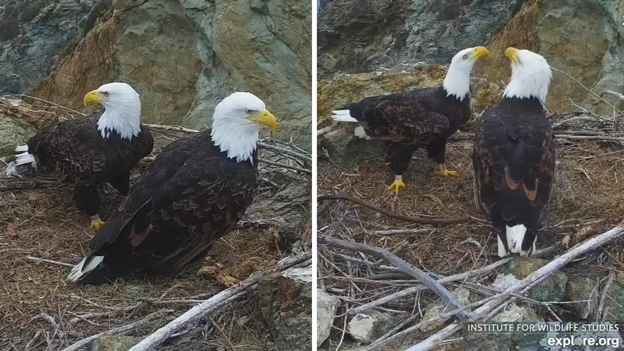 Two Harbors Eagles🦅Cholyn & Chase Do Major Nestorations🪵with Massive Sticks😅explore.org | 2025 Nov 3