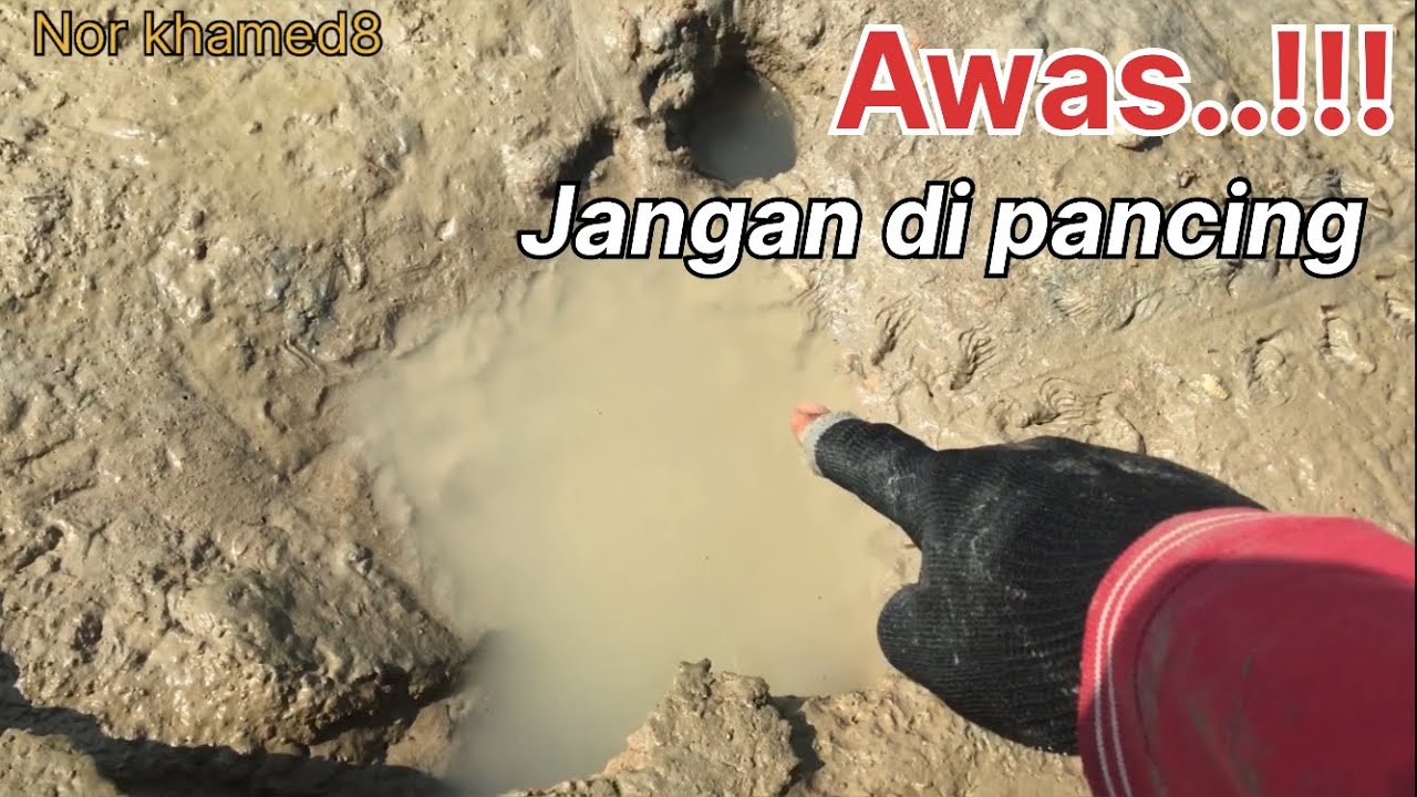 Cara membedakan lubang belut,kepiting sama lubang glodok