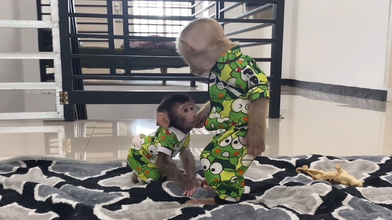 Baby Monkey Dino is sad because he was left alone by Alpha while Mommy was making milk