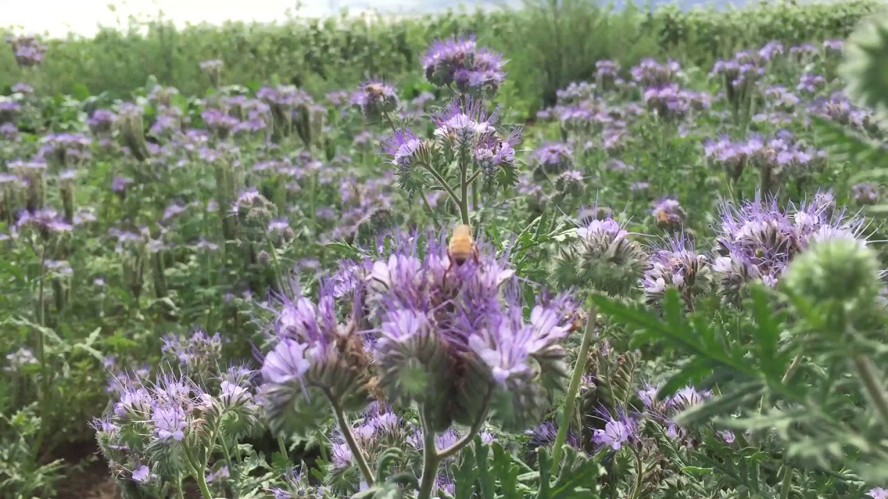 Phacelia plants with bees