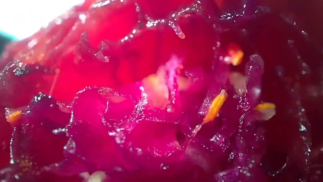 What's under microscope? Feel free to comment. #microscope #beauty #love #comment #tiny #microbes