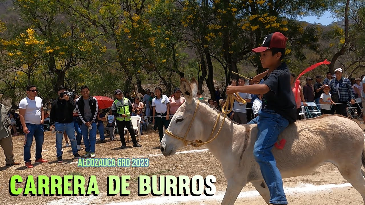 GRAN CARRERA DE BURROS / la Billetiza que Ganaron🔥ALCOZAUCA GRO,2023/.