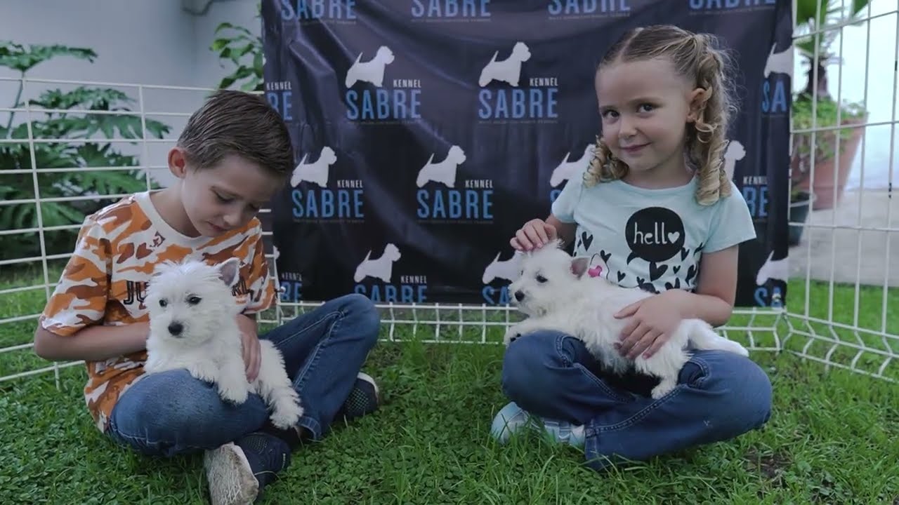 Sabre Kennel criadero West Highland White Terrier (Westie o Westy)