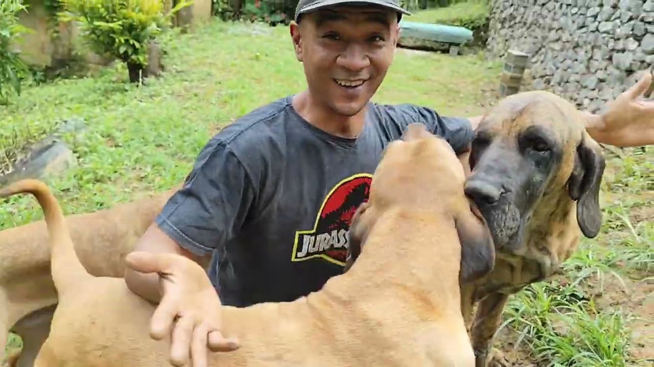 Papo de criação, previsão para filhotes #filabrasileiro #cachorro #pets