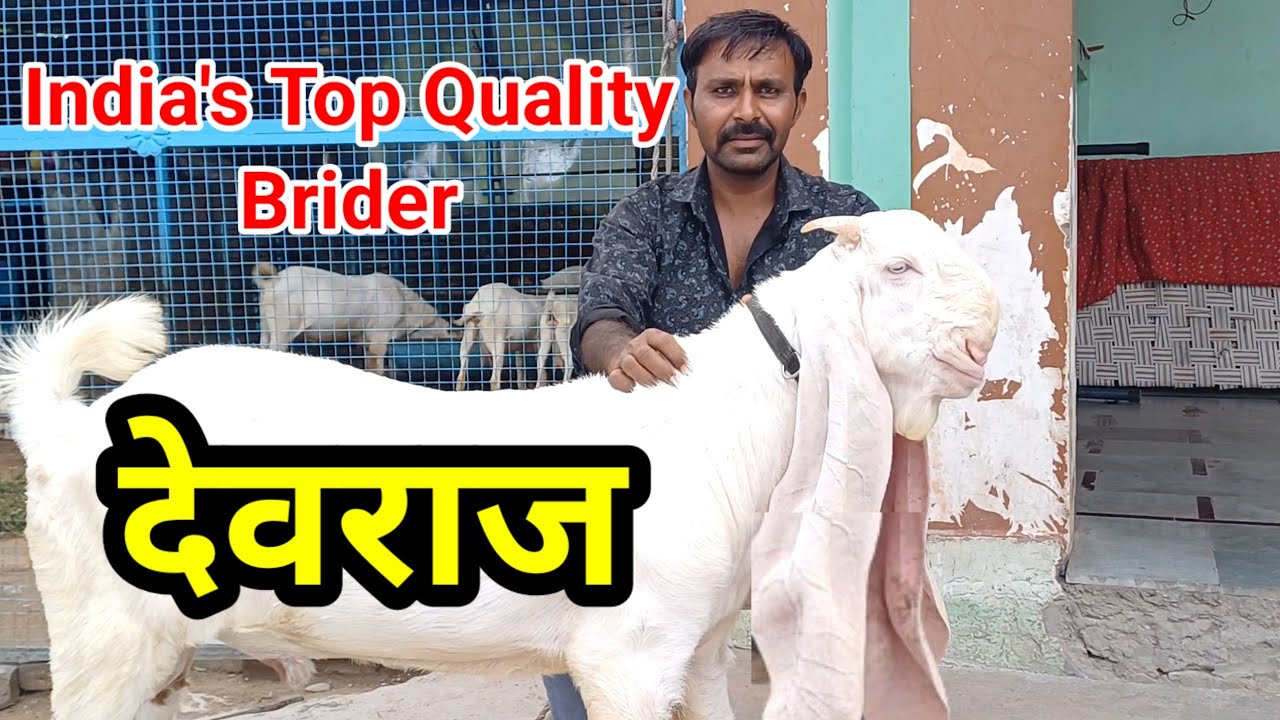 9929434548, India's Top Quality Brider देवराज | गुलाबी लम्बे कान का बकरा | JPM Goat Farm Beawar |