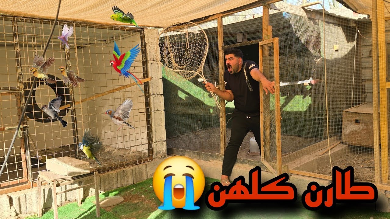 كارثة في المزرعة 🐦💨 هروب جماعي للطيور – شنو صار؟😱