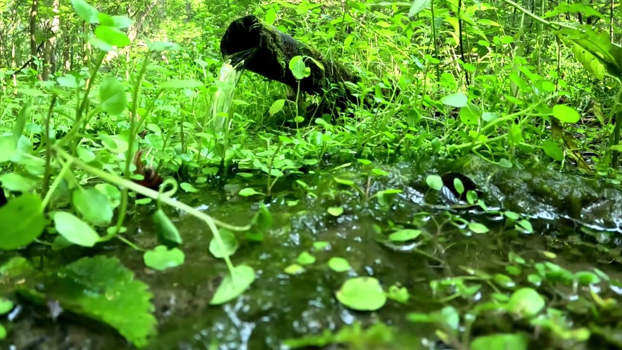 Natural Spring
