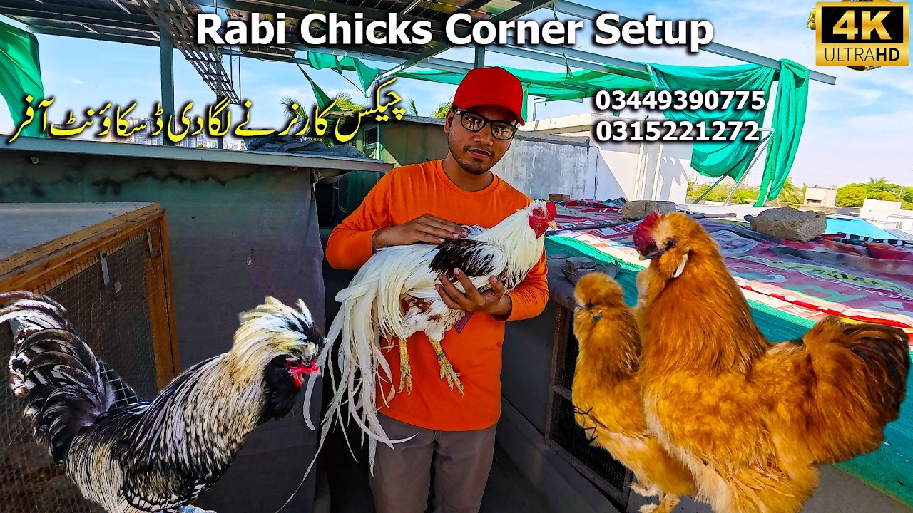 Rabi Chicks Corner 2026 Karachi | Rare and Fancy Hen and Rooster and Chicks All Breeds Available