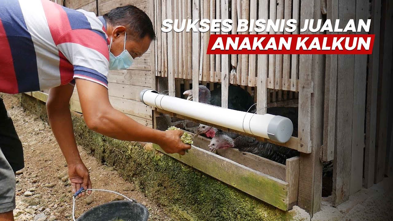 Kisah Sukses Sopir Bus Banting Stir Jadi Peternak Kalkun
