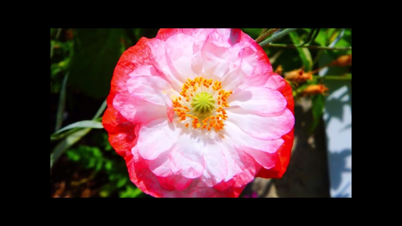 Majesty by Jack William Hayford -   my flowers