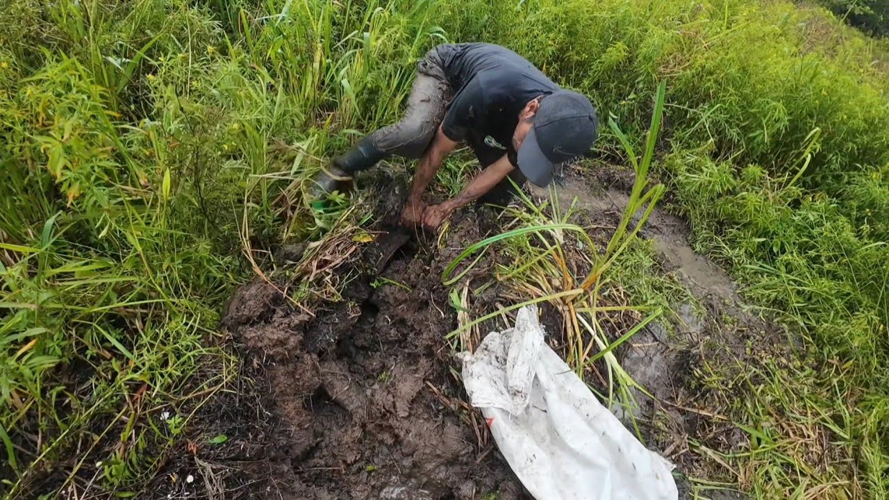 MENANGKAP IKAN DI DANAU YANG SUDAH MENGERING 