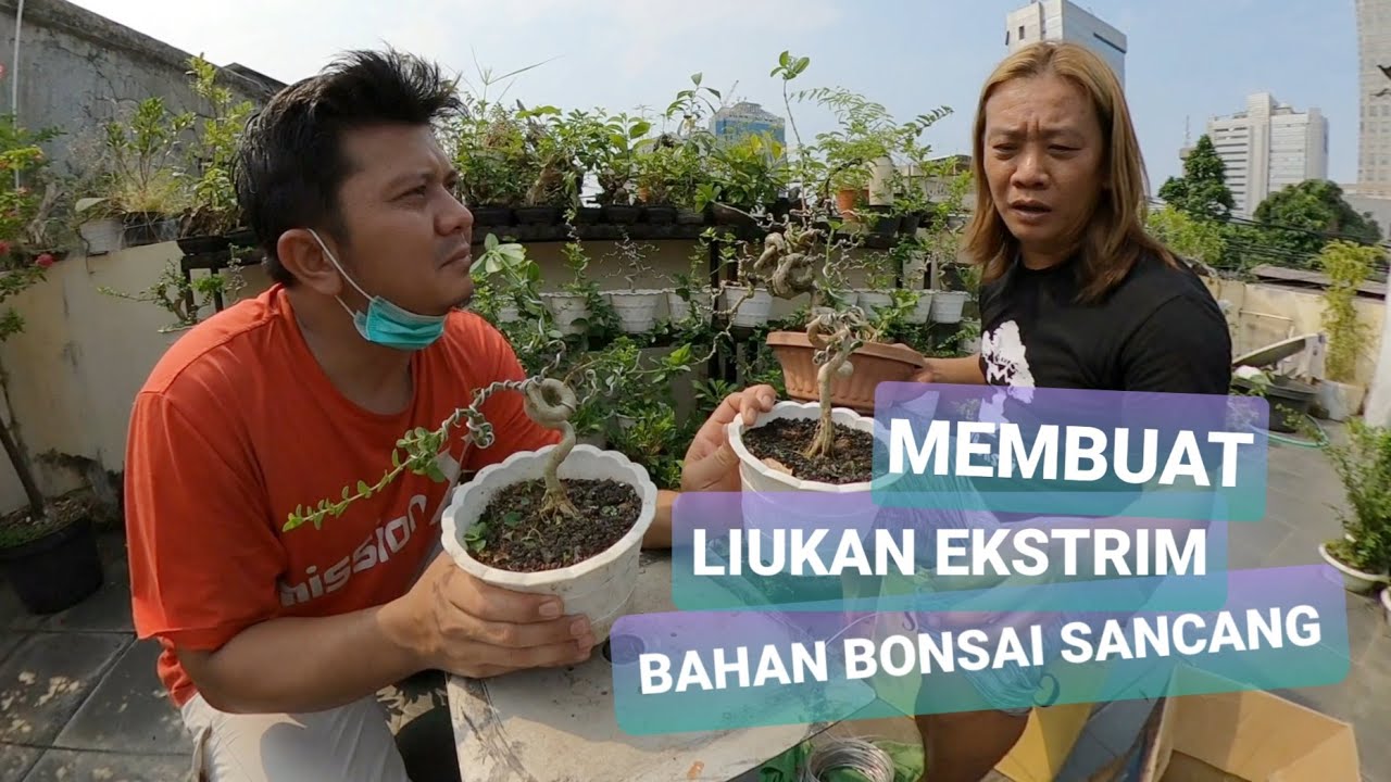 Video 16 || ‎@young bonsai  MEMBUAT LIUKAN EKSTRIM BAHAN BONSAI SANCANG || ARTIS BELI BONSAI LAGI