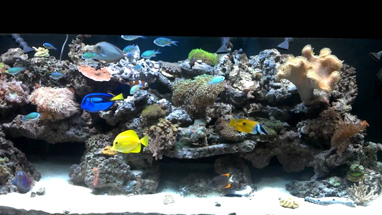 125 gallon reef tank