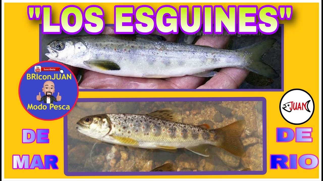 Señuelos los Esguines