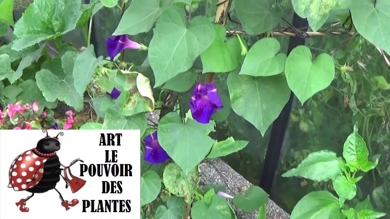 chaine de Jardinage: ipomée volubilis bleue: Comment faire un  Semis: Plantes annuelles