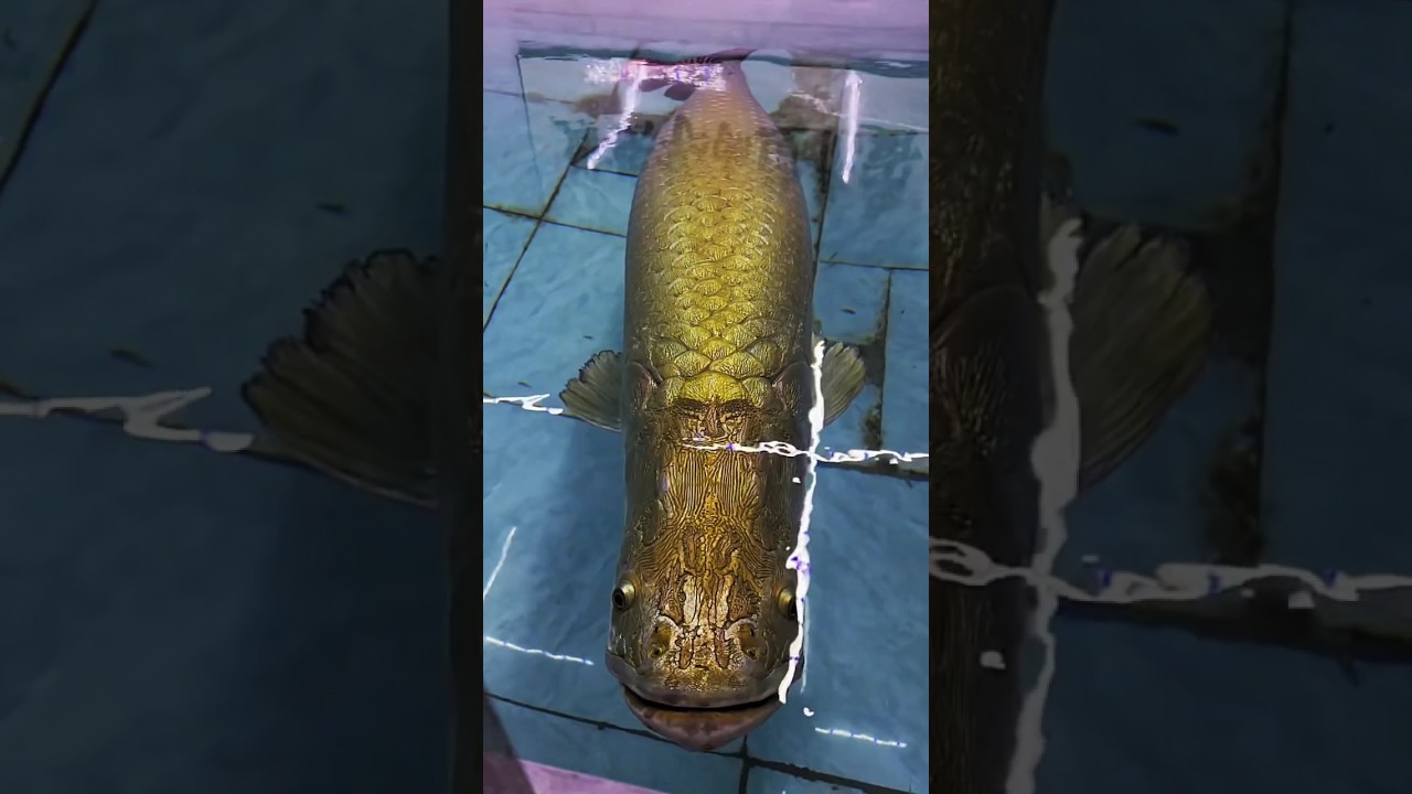 Arapaima Fish