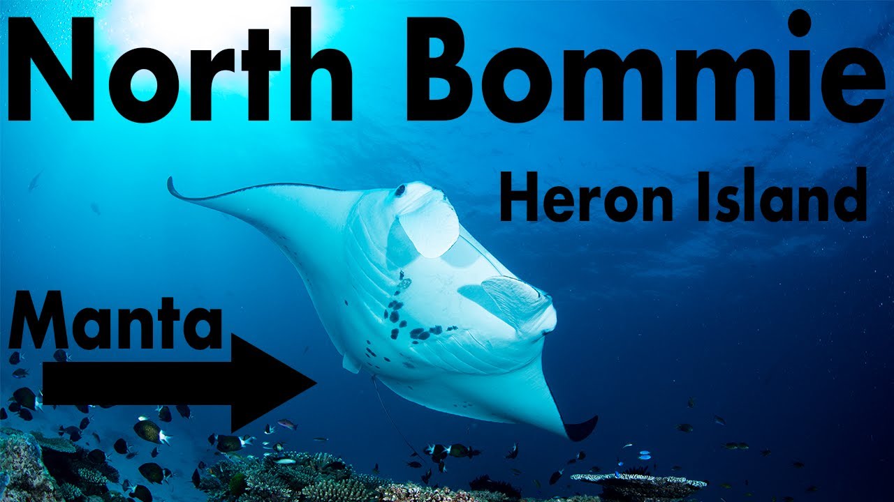 North Bommie Heron Island  - This dive had everything