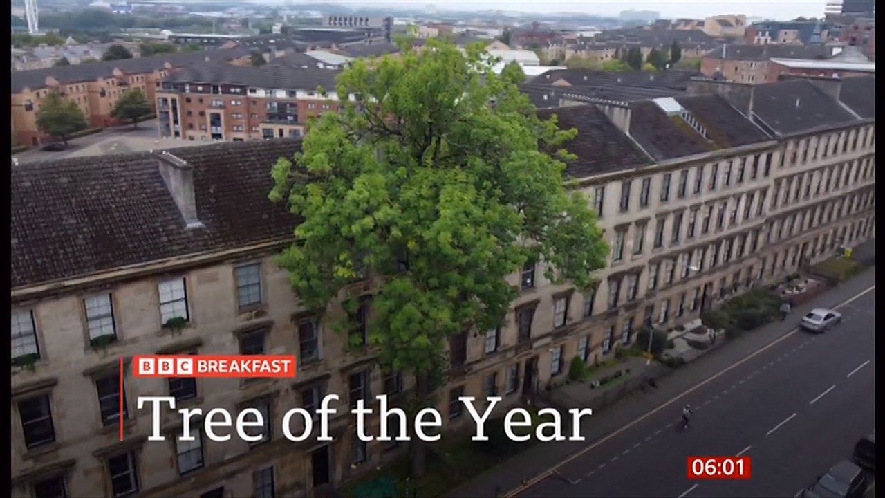 Tree of the year in Europe 2026 - the contenders and discussion (UK & Europe) 7/Feb/2026
