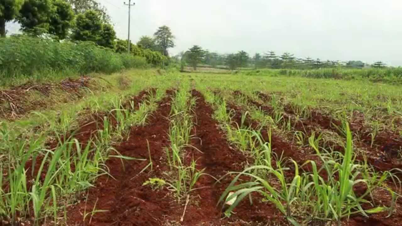 Upaya Peningkatan Produksi Tebu Nasional