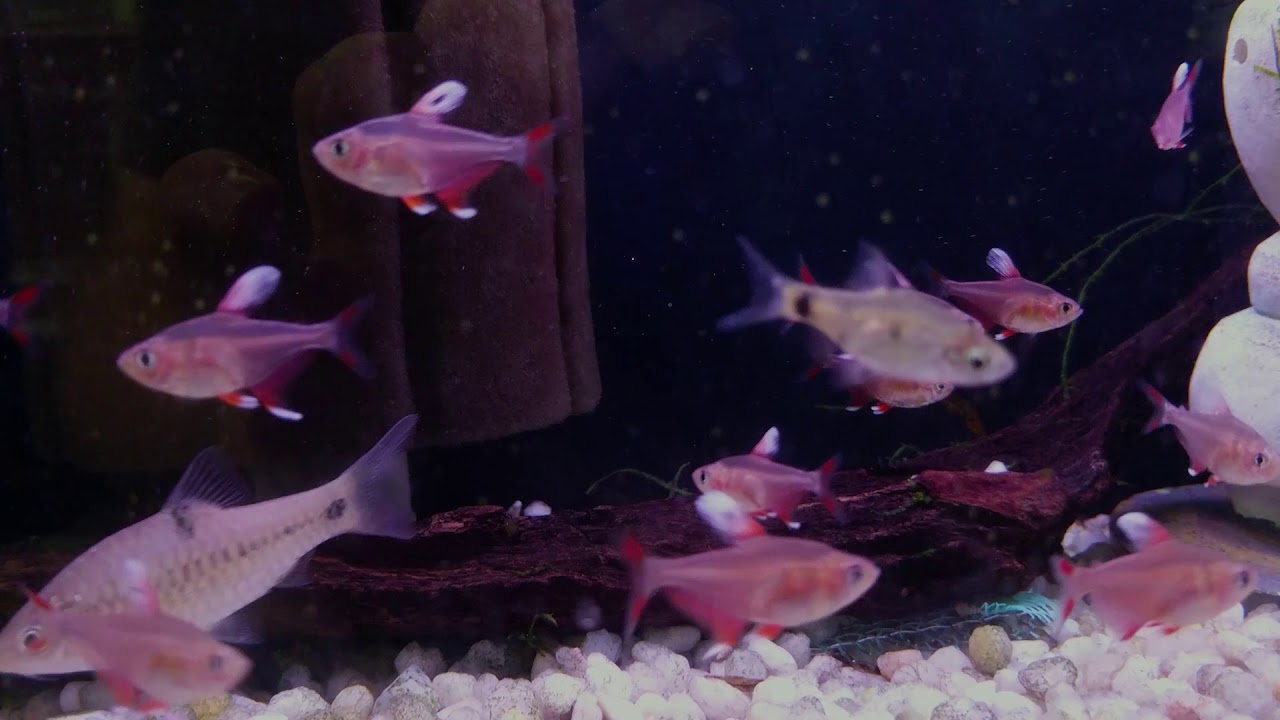 HY511 Tetra