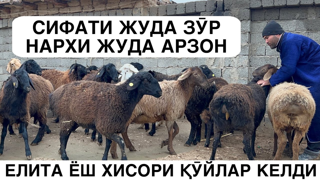 СИФАТЛИ ҚӮЙЛАР КЕЛДИ. ☎️+998993192998