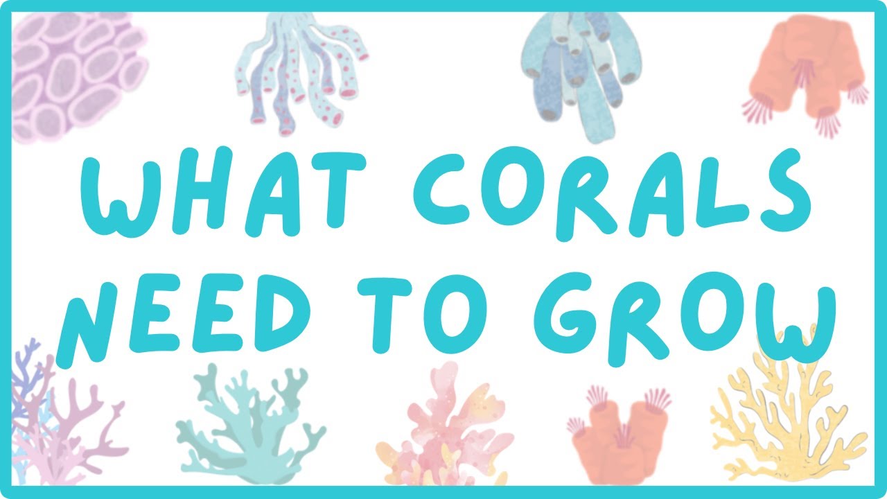 What Do Corals Need to Grow? | Explore Marine Biology