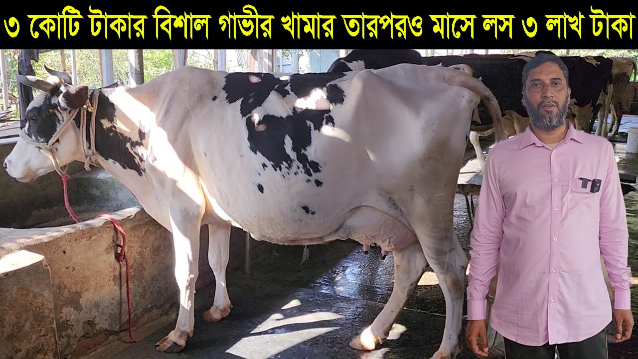 ১৬০ টি গাভীর বিশাল খামার মাসে লস ৩ লাখ টাকা। ডেইরি ফার্ম করার আগে এই ভিডিওটি একবার দেখুন