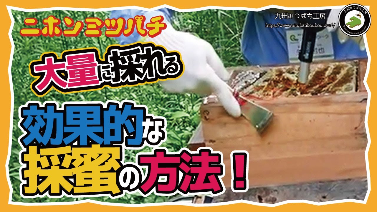ひとつの巣箱で6㎏も蜜が採れました！【大量に採れる】効果的な採蜜の方法日本みつばちの養蜂 How to Beekeeping