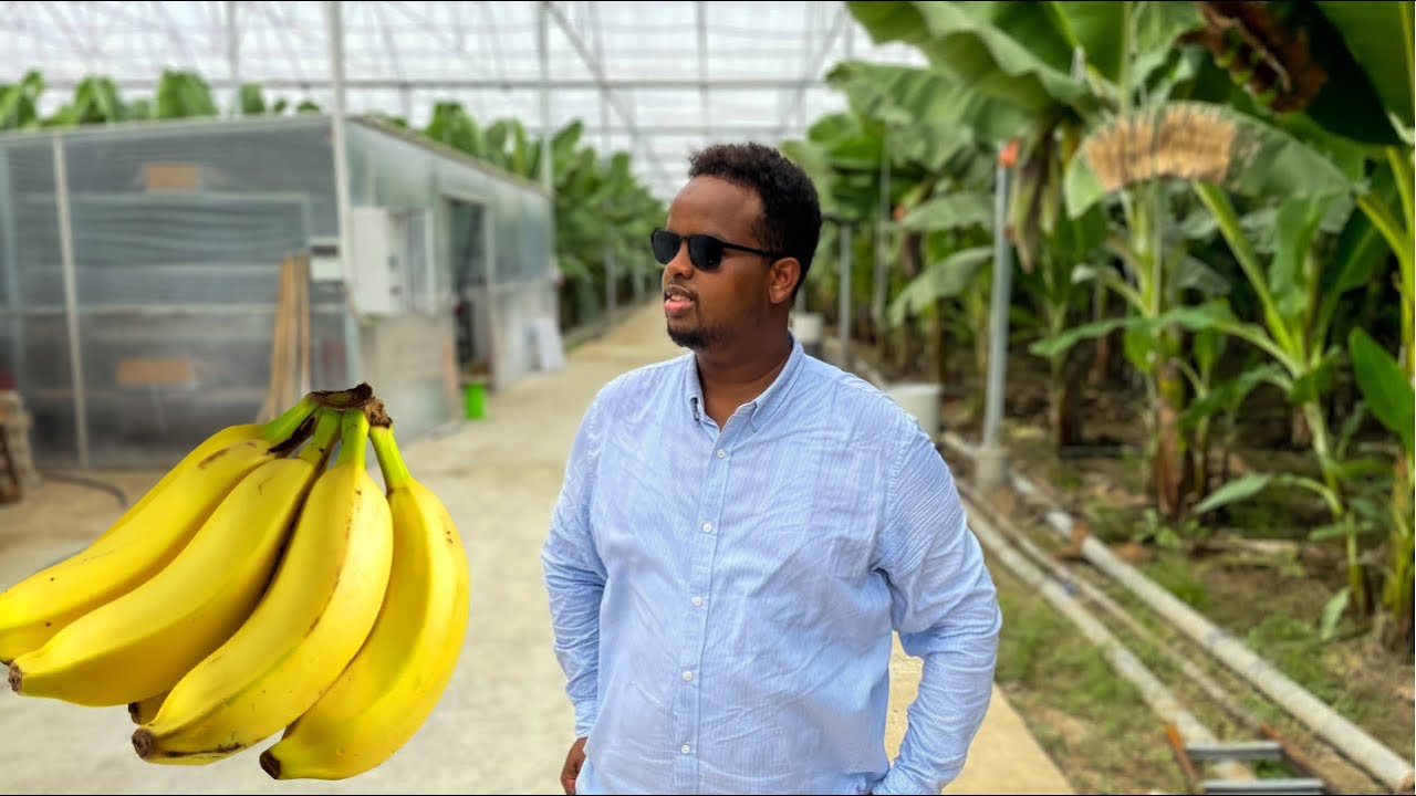 BEER CASRI AH 300,000 KG  OO MOOS KASOO GO'DO GREENHOUSE TURKIGA 🇹🇷