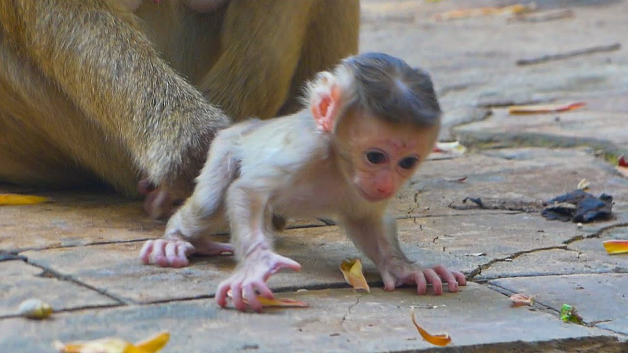 Do you believe newborn Rina is ready to learn to walk? How adorable is Rina, and she's alert