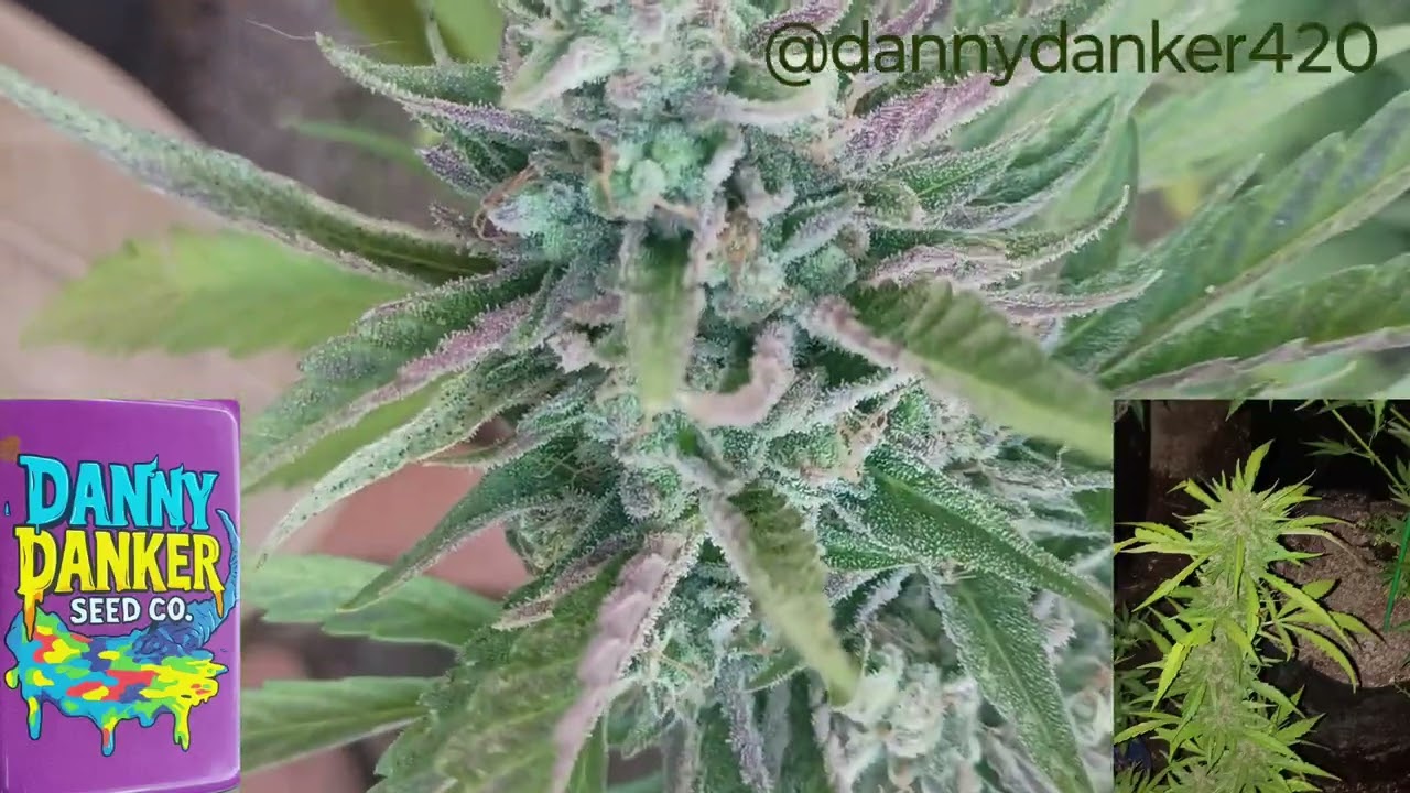 This Cannabis Plant Is The Most Terpene Rich Autoflower! #cannabiseducation 