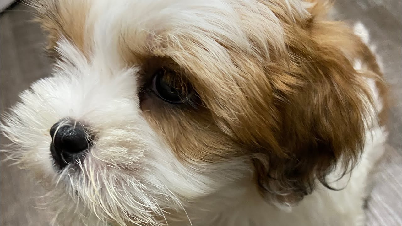 Petland Puppy Store Visit in US/ Puppy vlog