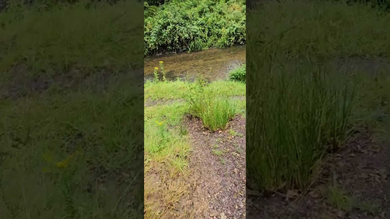 My favourite trail