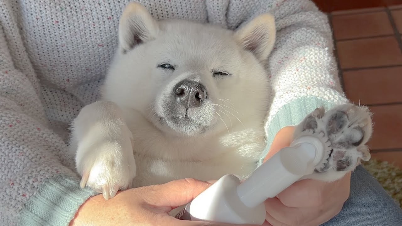 前足の肉球ケアやる時、赤ちゃんのように可愛い柴犬、後ろ足やる時は女王様になってしまう