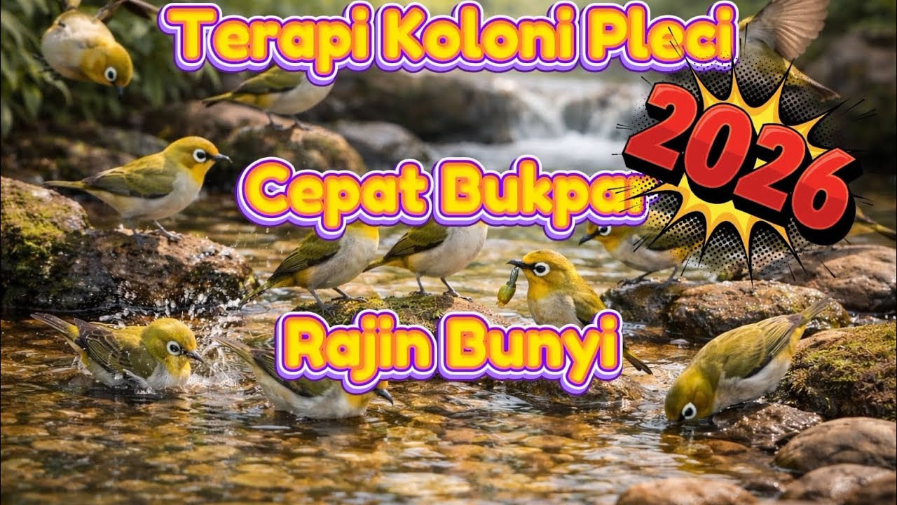 LIHAT RESPON PLECIMU !!! TERAPI PLECI KOLONI 