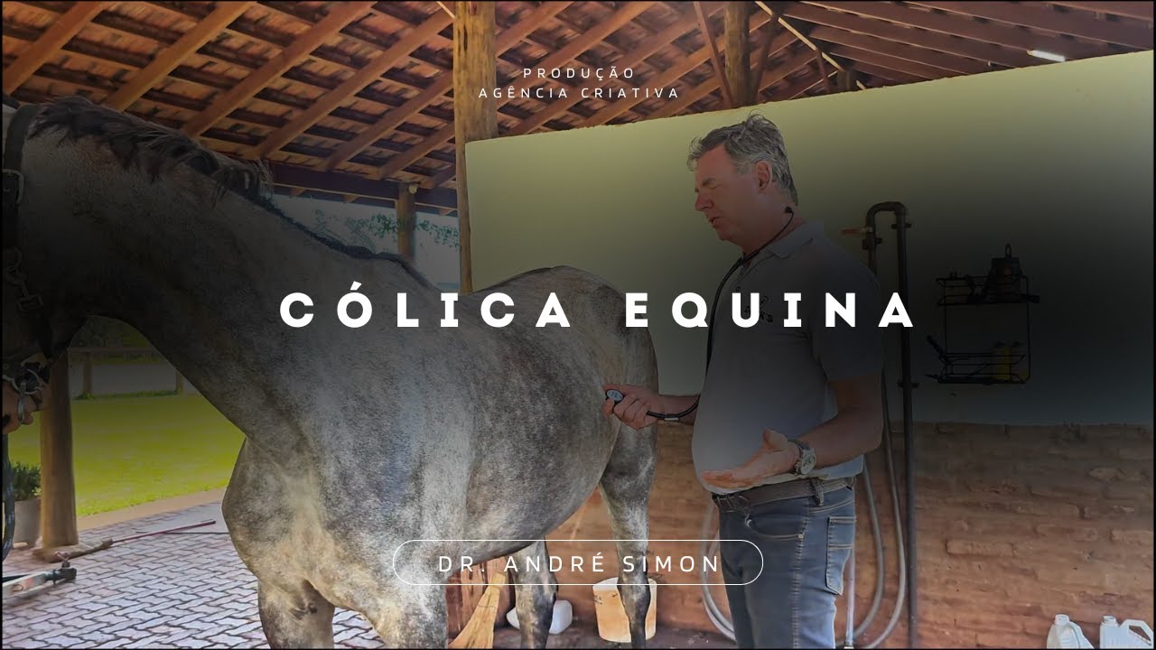 Cólica Equina | André simon - Vet raiz