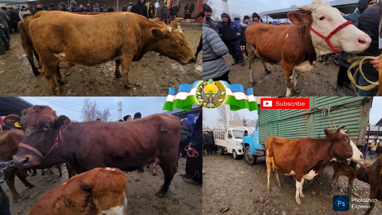 BOQMA G'INOJIN BUG'OZ MOLAR KATTA BOQMA NOVOZLAR SAMARQAND PASTDARG'OM JUMA MOL BOZORI ILXOM UZ