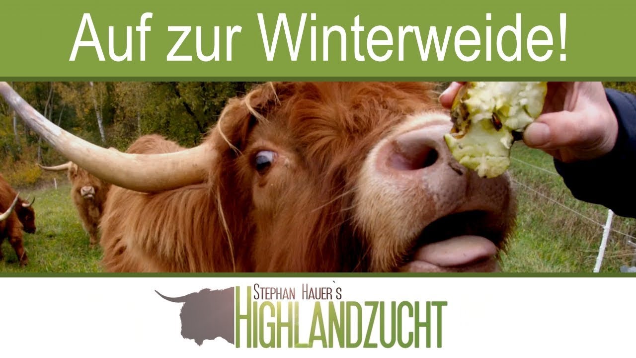 Umsetzten auf die Winterweide