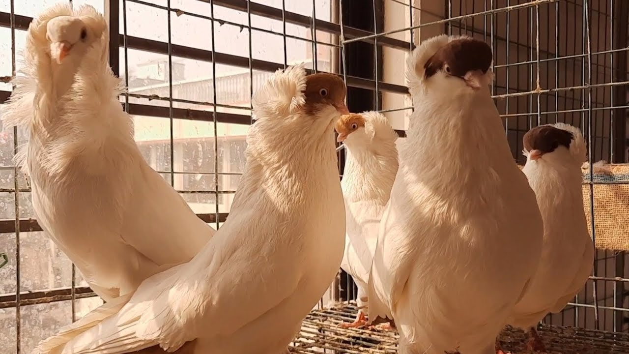 Amazing fancy pigeon collection | Top 10 Fancy Pigeons