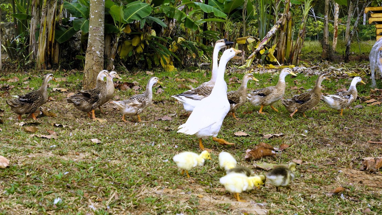 Goslings have lunch