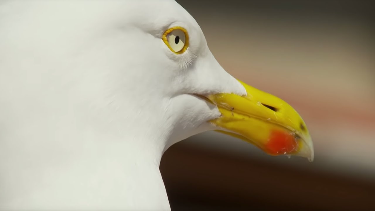 Sneaky Sandwich Thief | BBC Earth