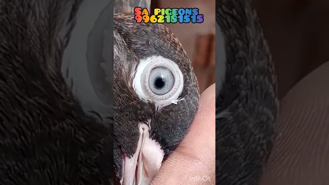 Karna pura sales | Roller pigeon sales | Chennai Pigeon