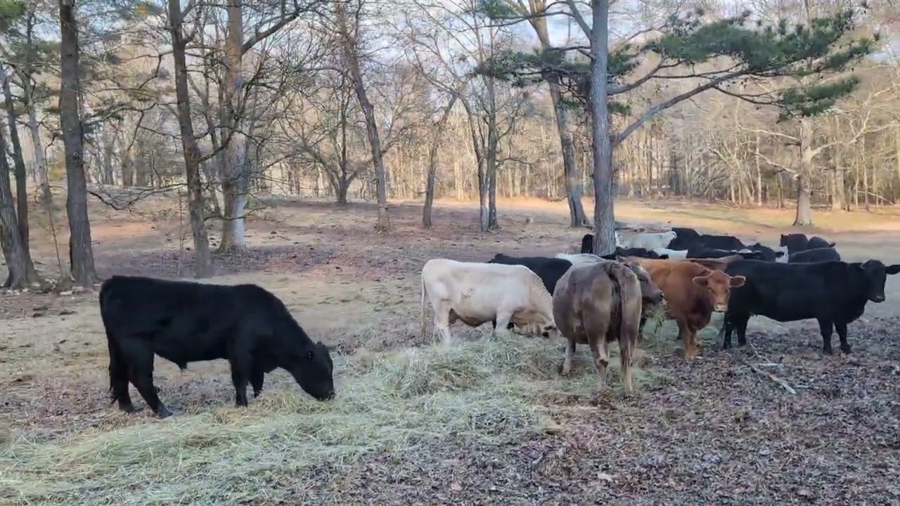 Chestnut Flats Beef and Homestead 