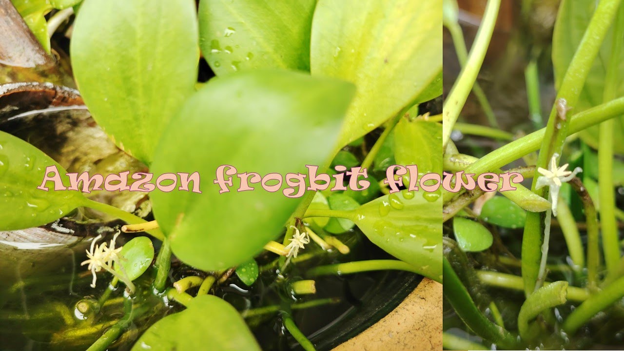 AMAZON FROGBIT FLOWER, Dinner at Salam China Muslim Restaurant, Kota Kinabalu
