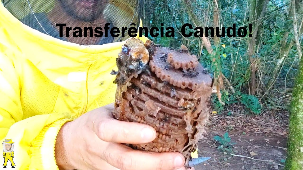 TRANSFERÊNCIA DE SCAPTOTRIGONA-CANUDO, AS DEFENSIVAS. | CRIANDO ABELHAS!