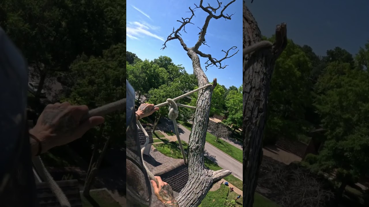 ￼DEADWOOD #tree #work #treeclimber