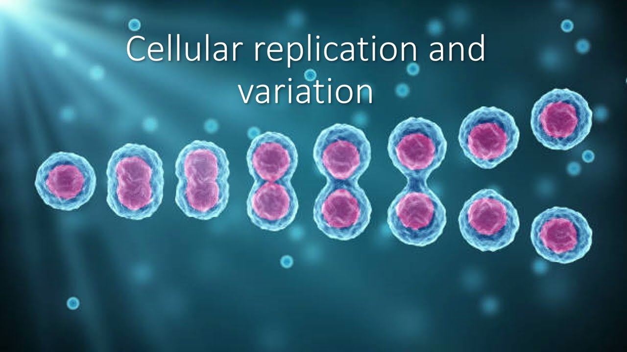 QCE Biology Unit 4 - Mitosis and Meiosis
