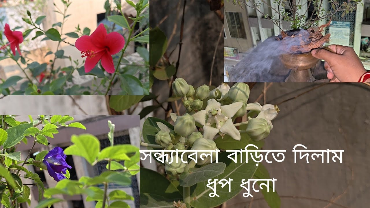 দেশের ছেলে...দেশের নামটাই বোলতে পারছে না....মন শান্তি করে দিলাম সন্ধ্যা💐🌺♥️🥰