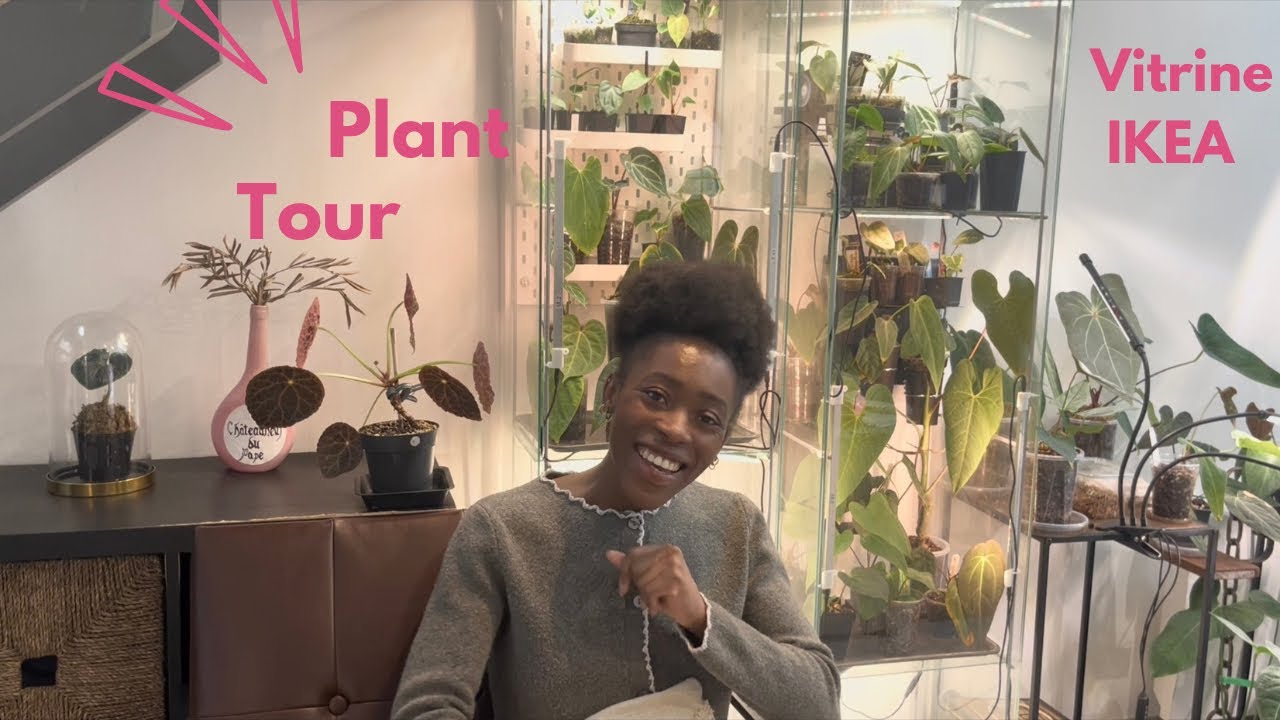 Plant tour des vitrines 🌿 Anthuriums rares & jeunes spécimens