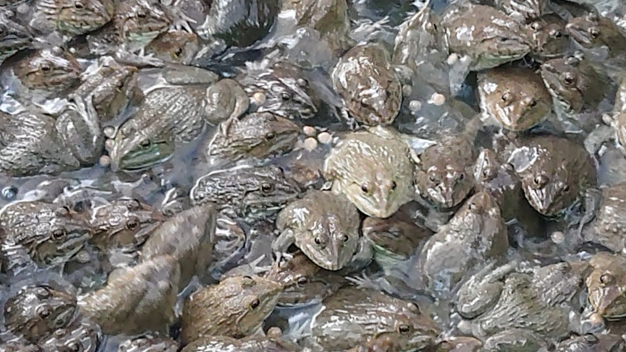 How to raise frogs in plastic tanks in Asia,​ Asia​ frog​ farm​